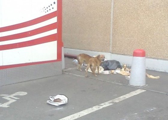Invitaţie la Kaufland: magazinul este străjuit de câini care mănâncă din gunoaie